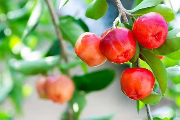 what fruit grows in barbados