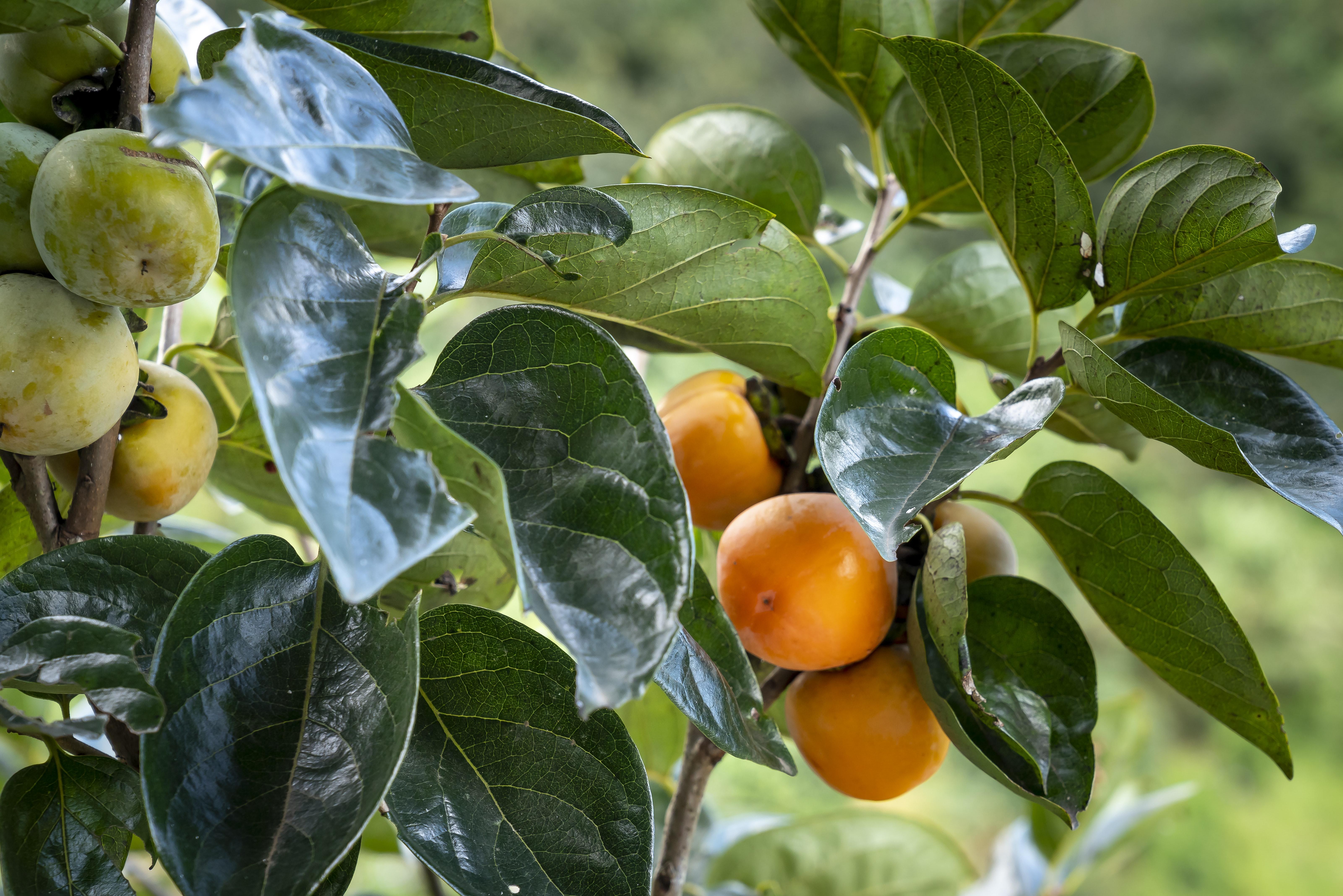 what fruit grows in barbados