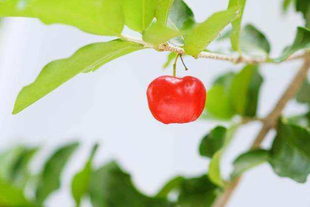 what fruit grows in barbados