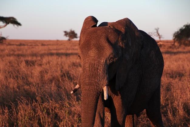 gay travel tanzania