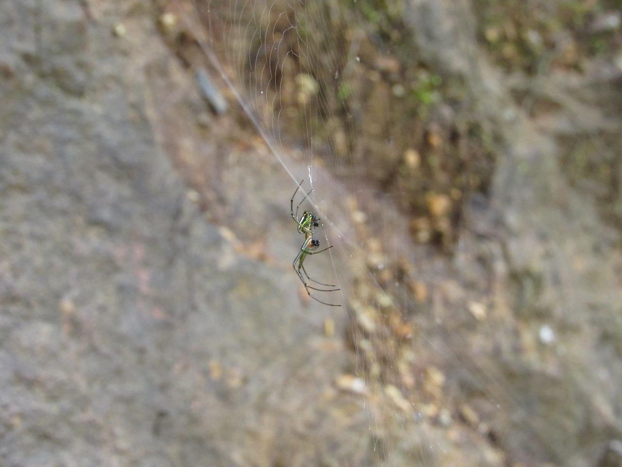 spiders ecuador