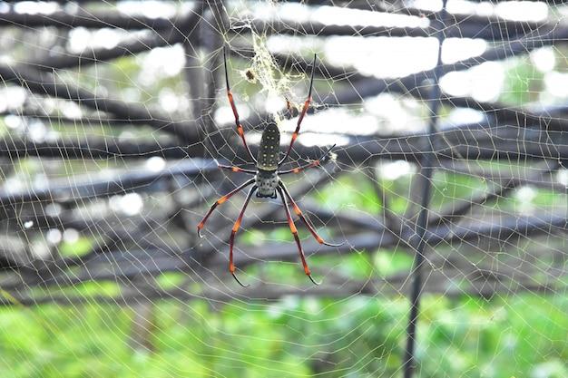 spiders ecuador