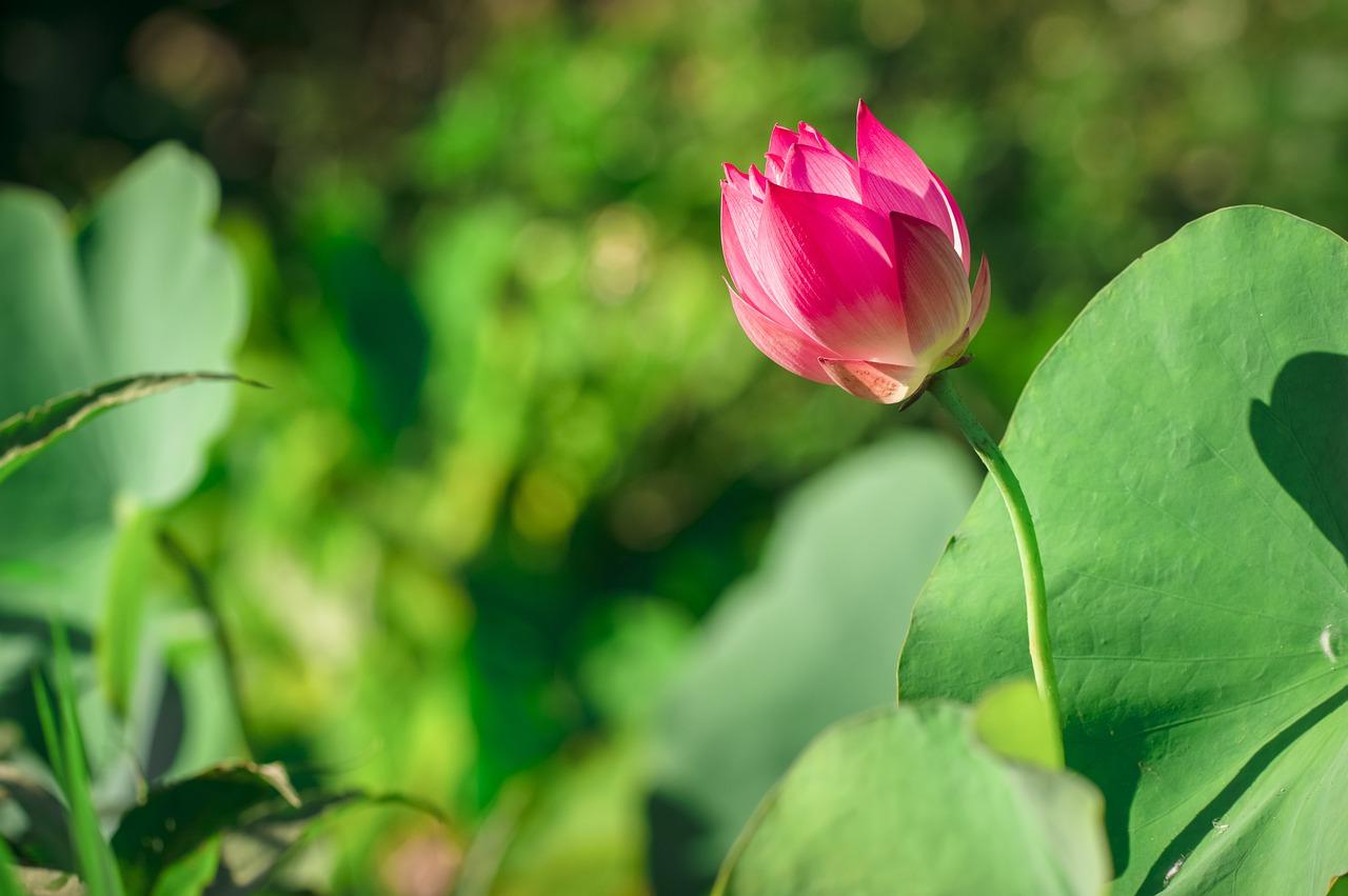 flor de caña 30