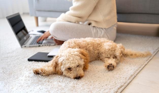 goldendoodle stomach issues