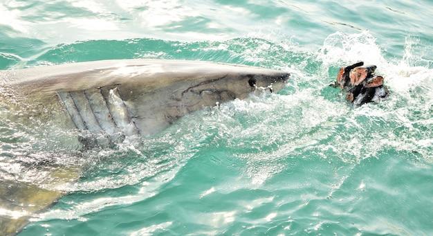 great white shark rhode island