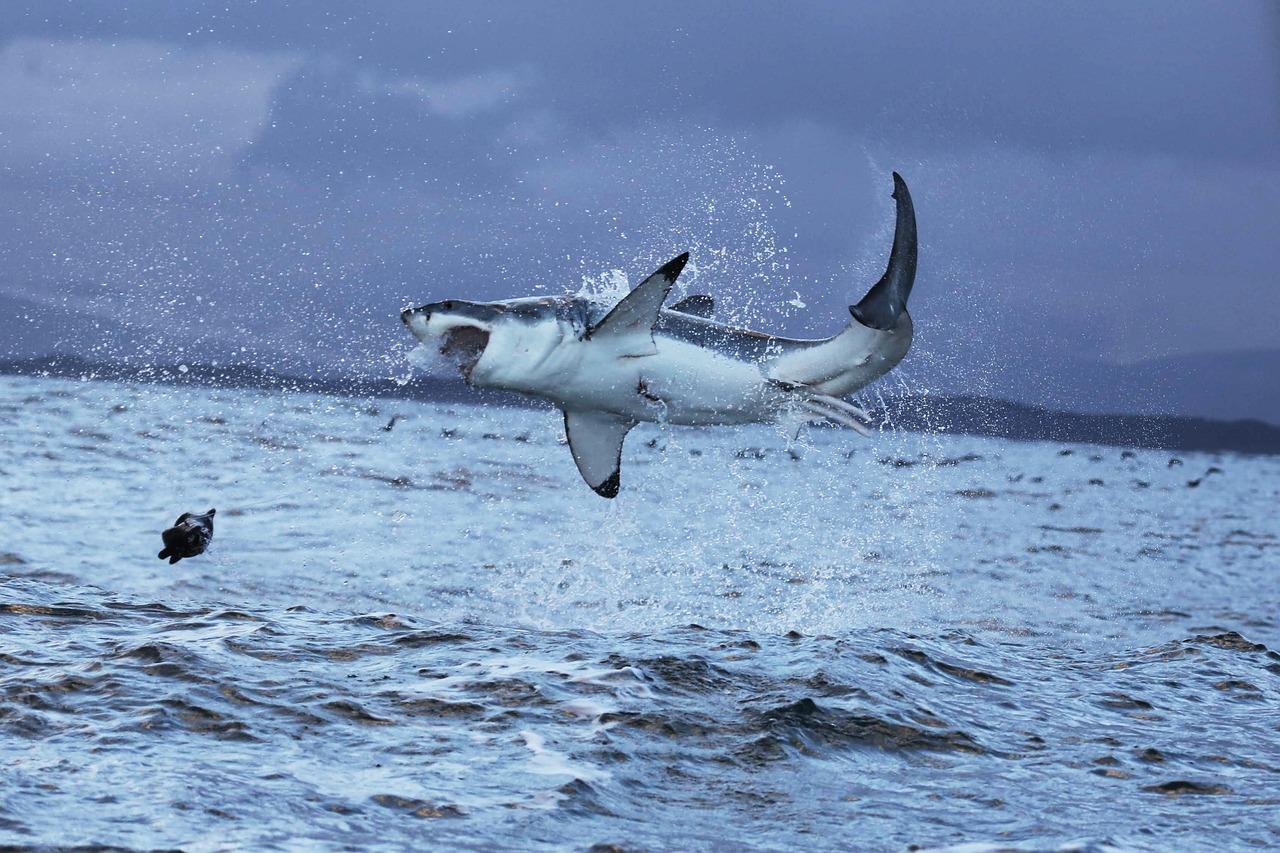 great white shark rhode island