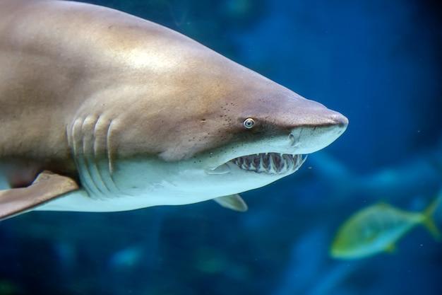 great white shark rhode island