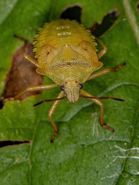 how to get rid of stink bugs in car