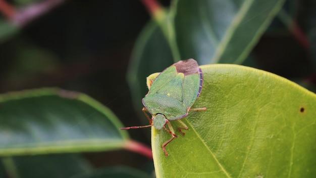 how to get rid of stink bugs in car