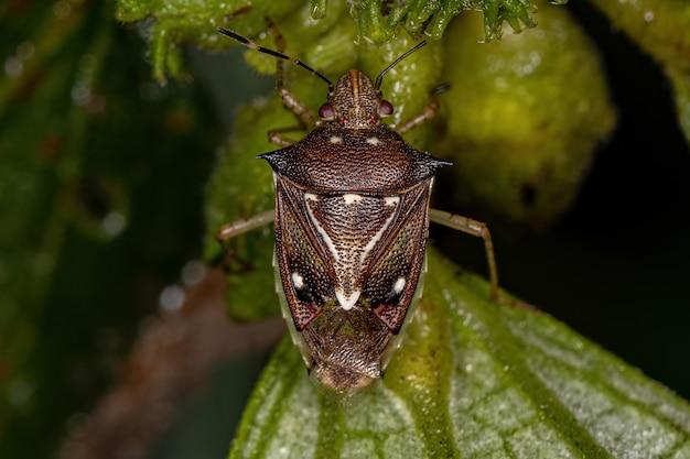 how to get rid of stink bugs in car