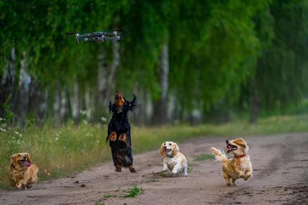 asylon drone dog