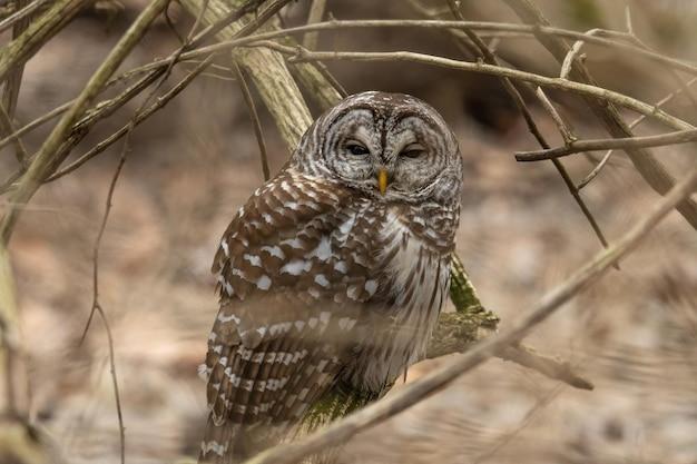 kentucky owl japanese edition