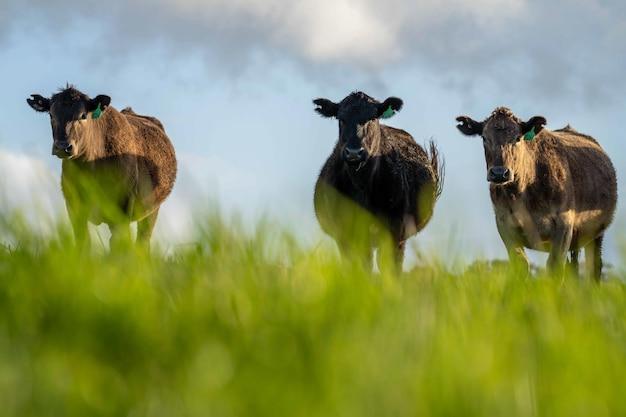 new zealand grass fed wagyu