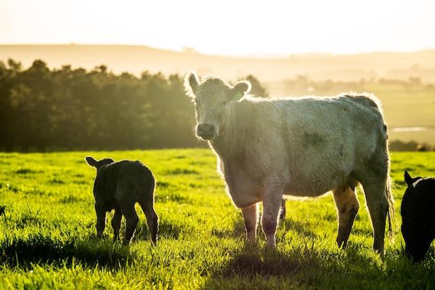 new zealand grass fed wagyu