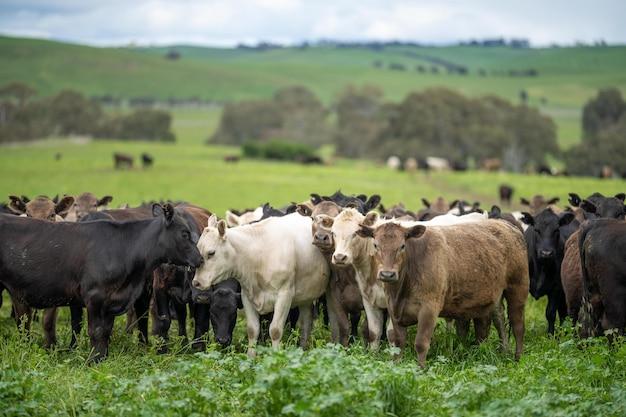 new zealand grass fed wagyu