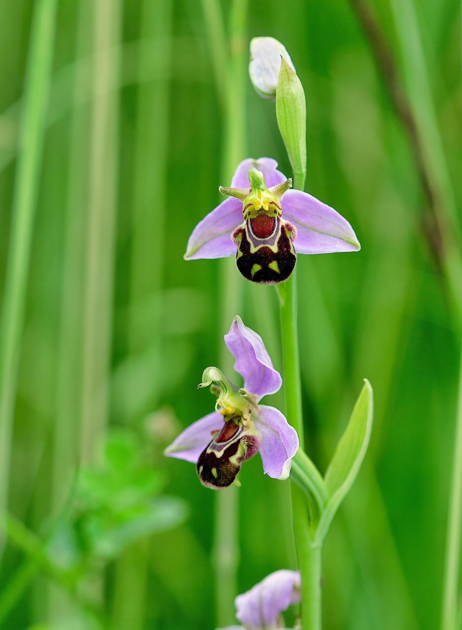 orchid carts