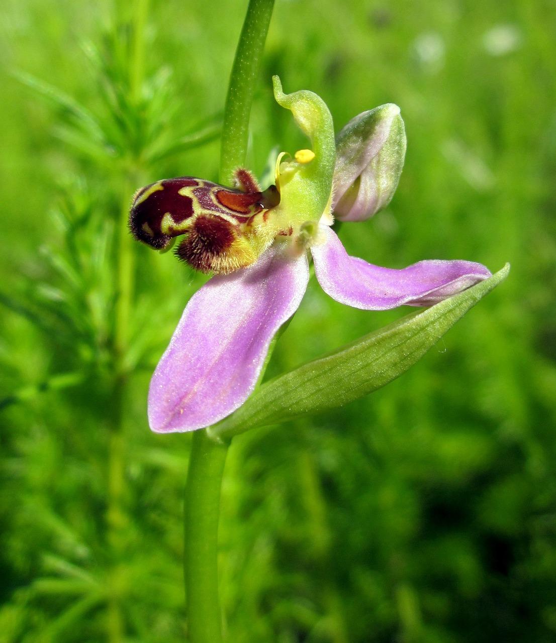 orchid carts