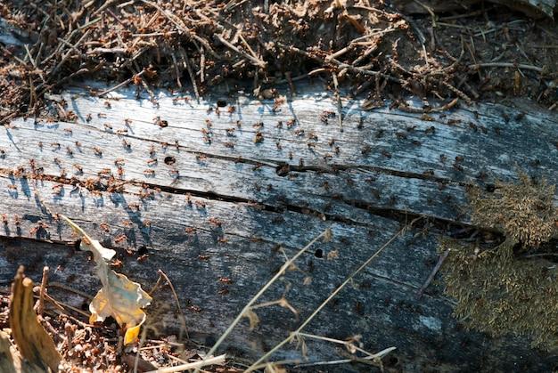 pictures of water damage vs termite damage