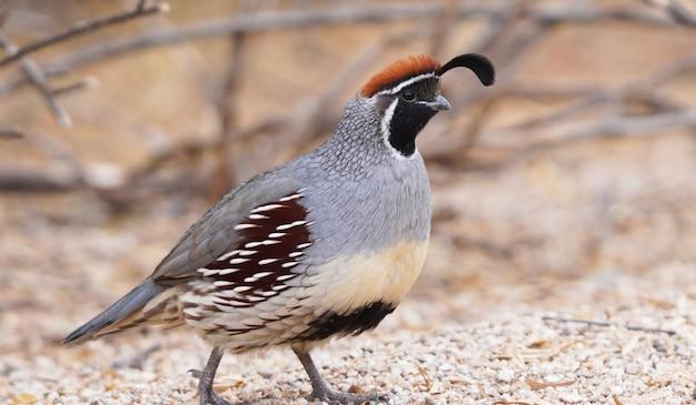 az quail camp