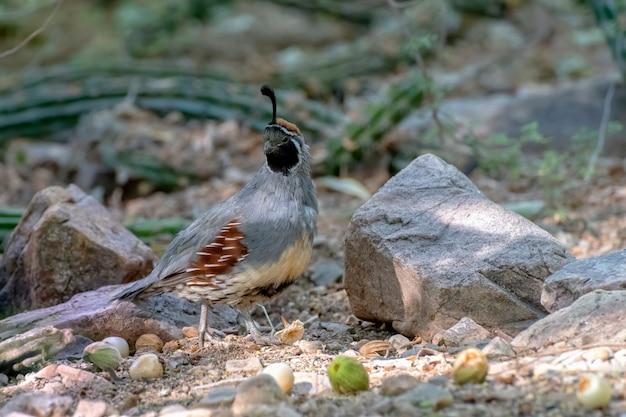 az quail camp