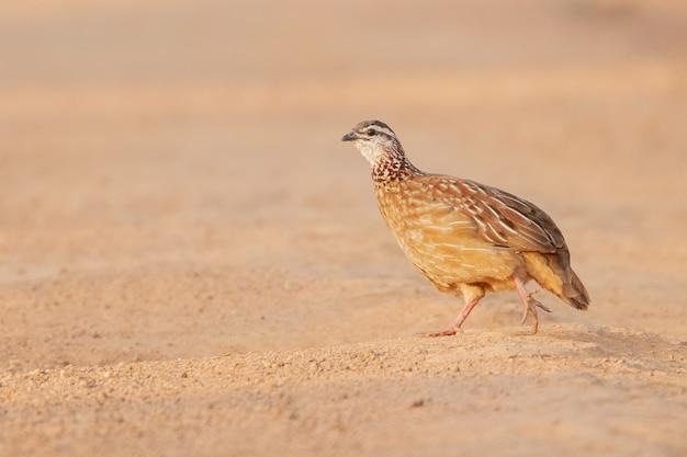 az quail camp