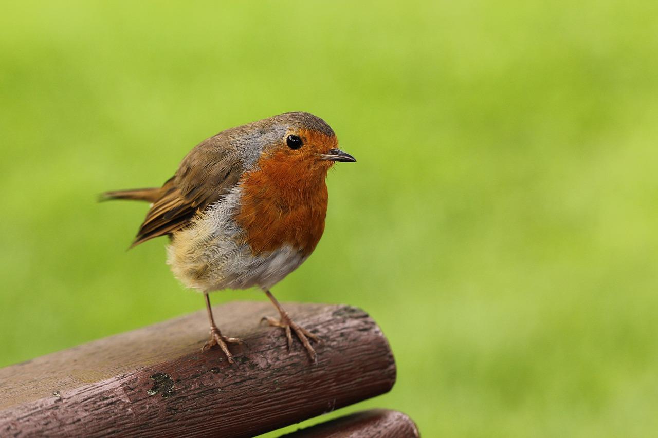 redbreast vs green spot