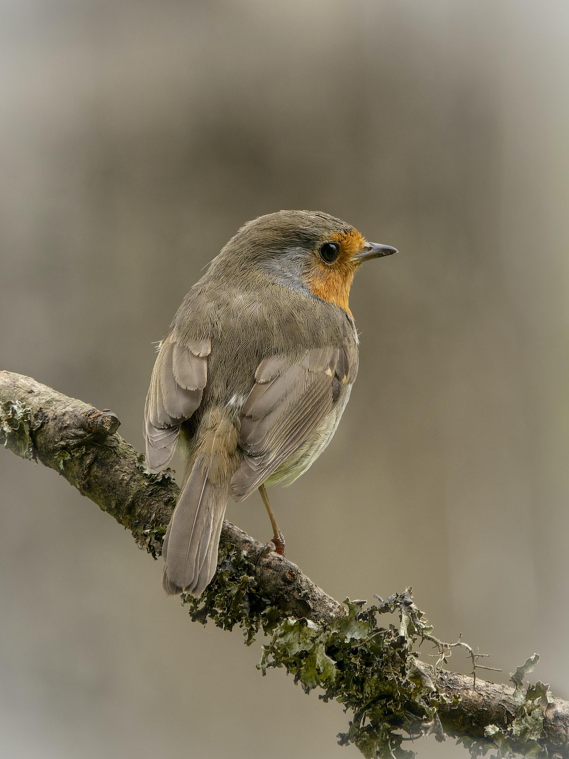 who owns redbreast whiskey