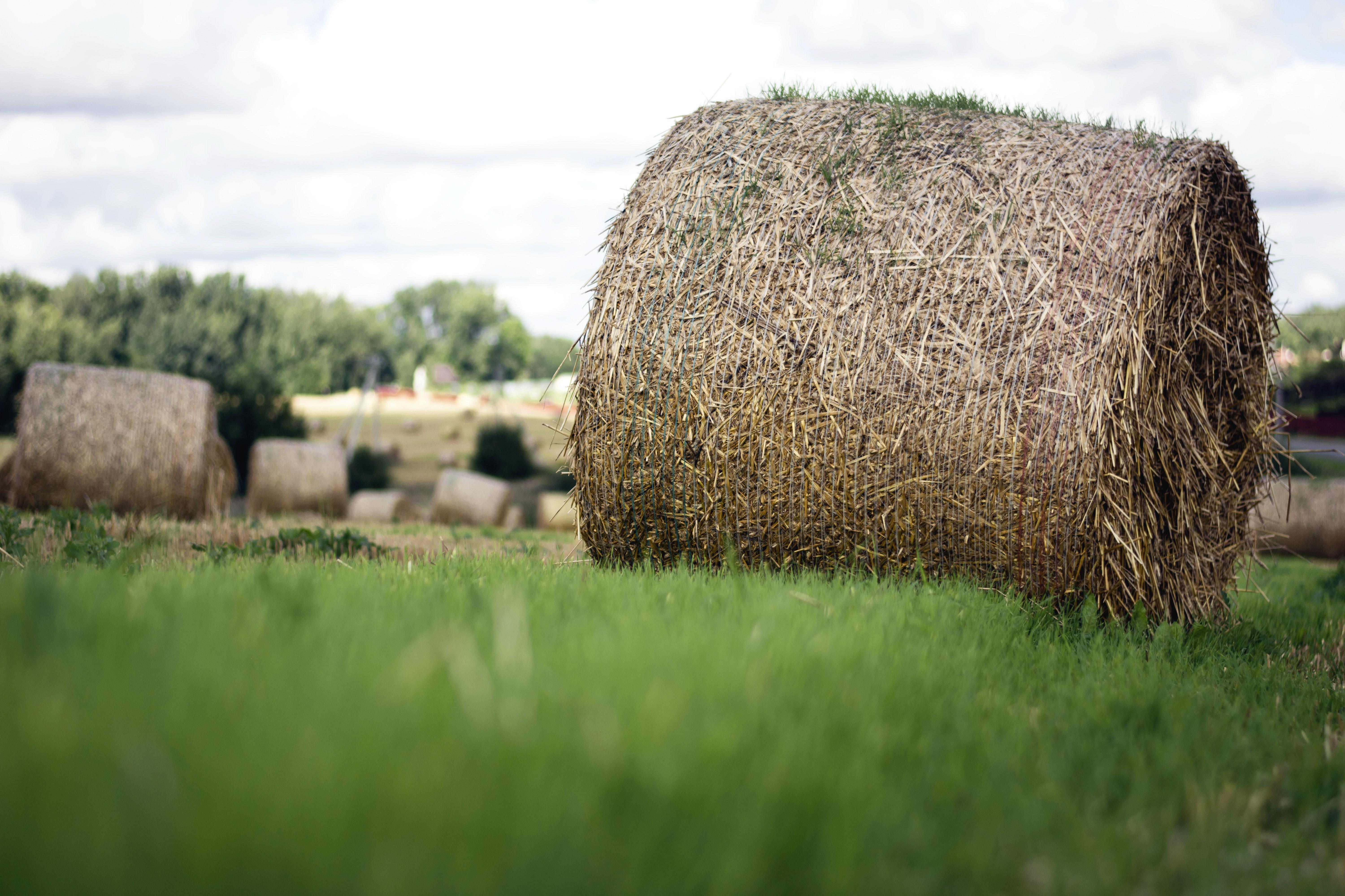 rolling hay bale