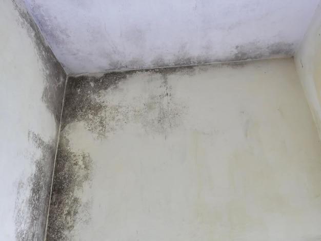 roof leak mold