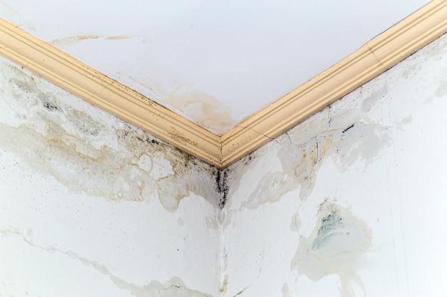 roof leak mold