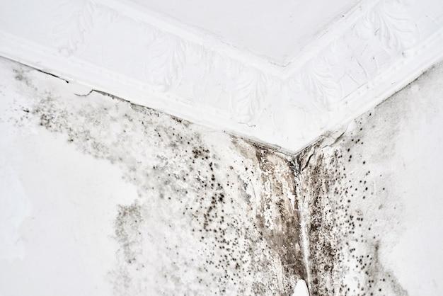 roof leak mold