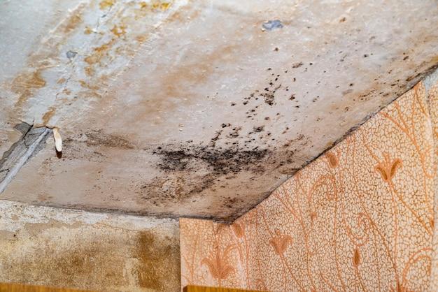 roof leak mold