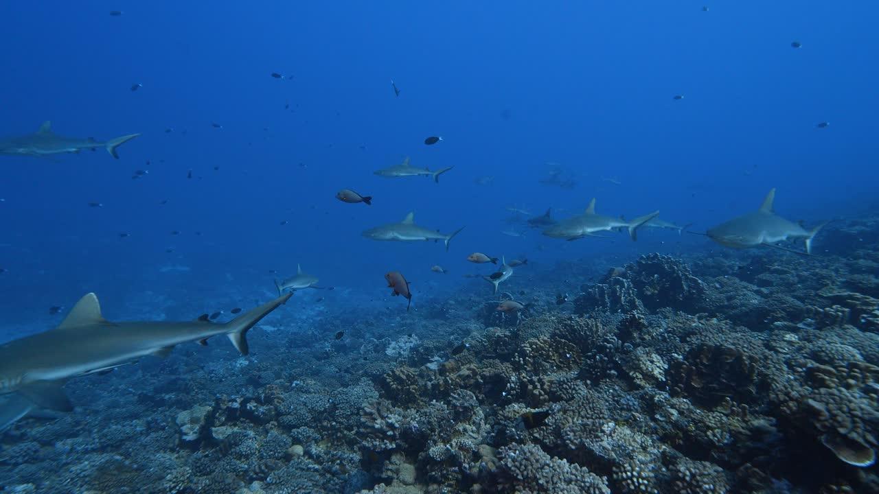 shark barrier