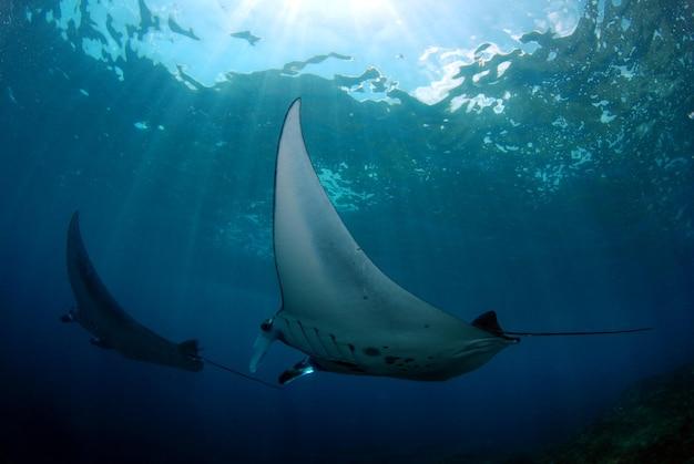 sheraton keauhou bay manta ray viewing