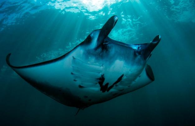 sheraton keauhou bay manta ray viewing