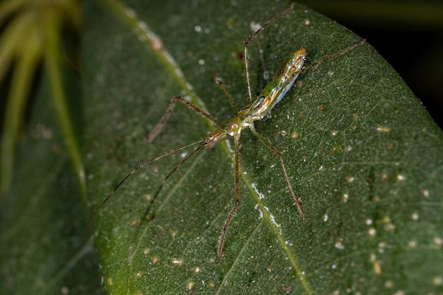 spider harp