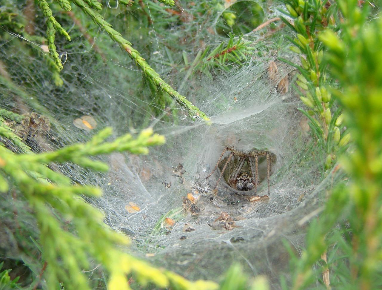 spiders in france