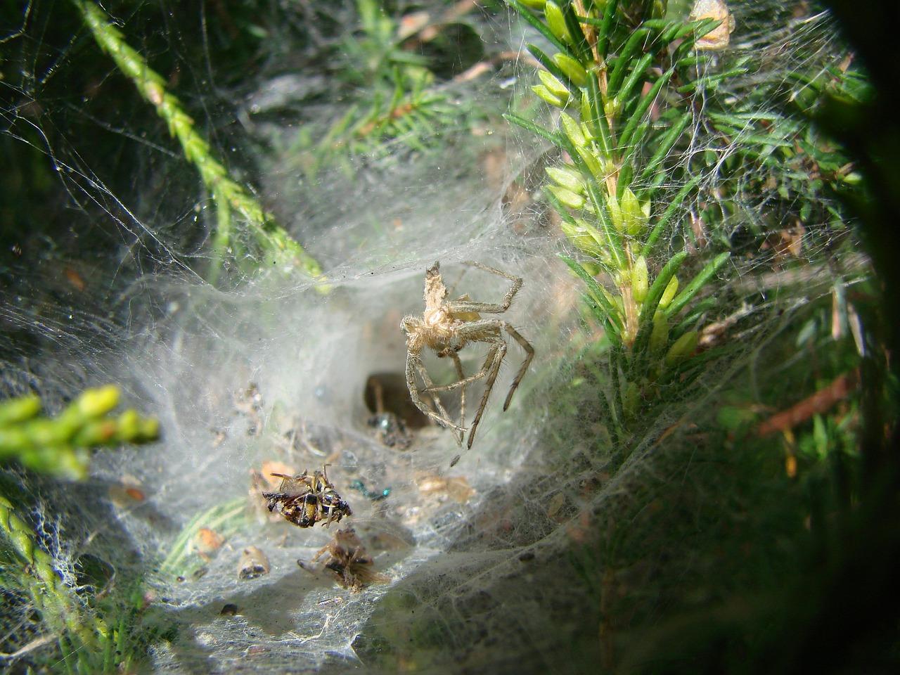 spiders in france