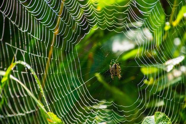 spiders in france