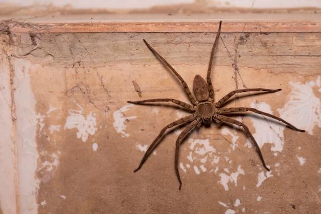 spiders of ecuador