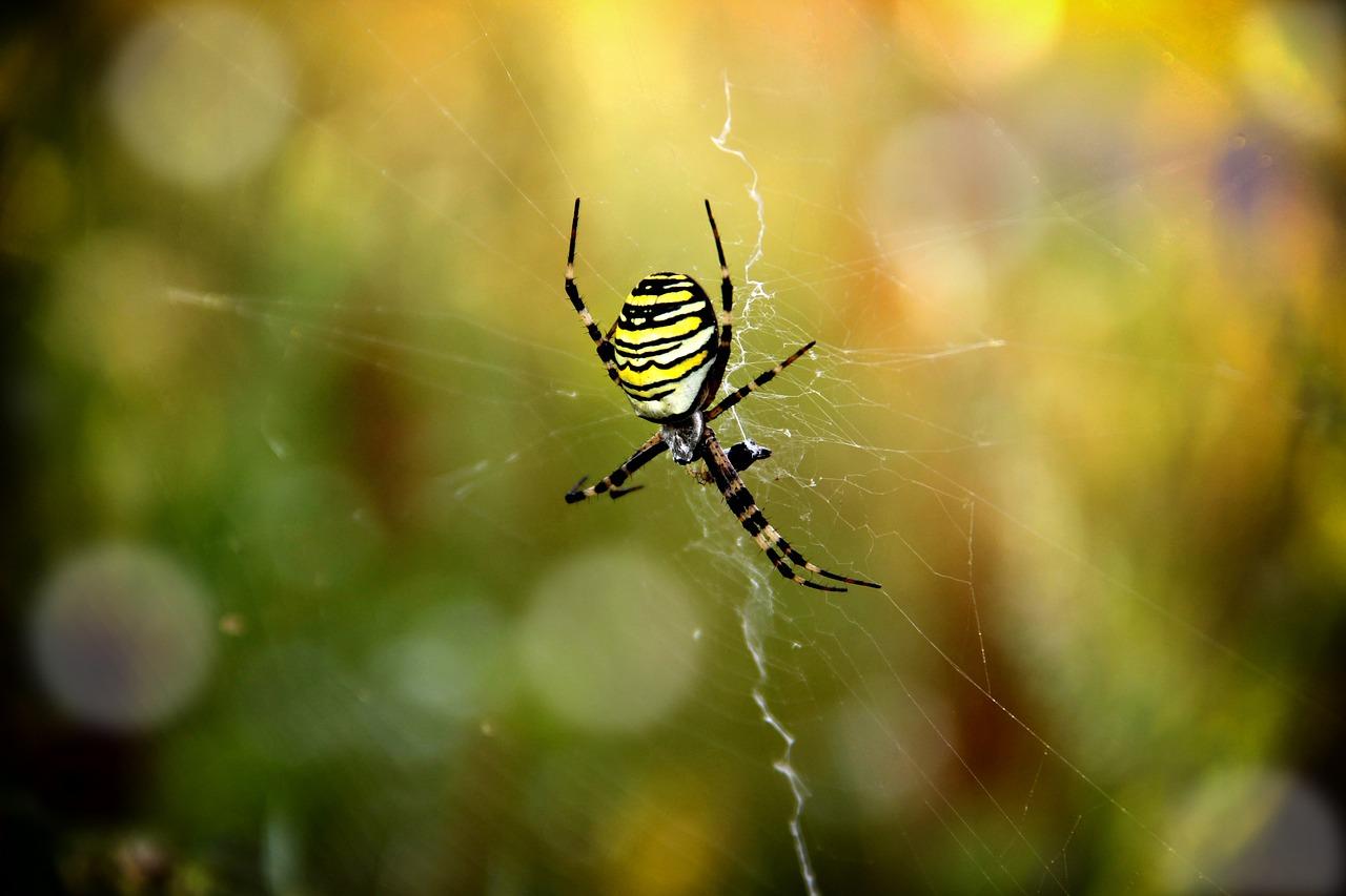 spiders of ecuador