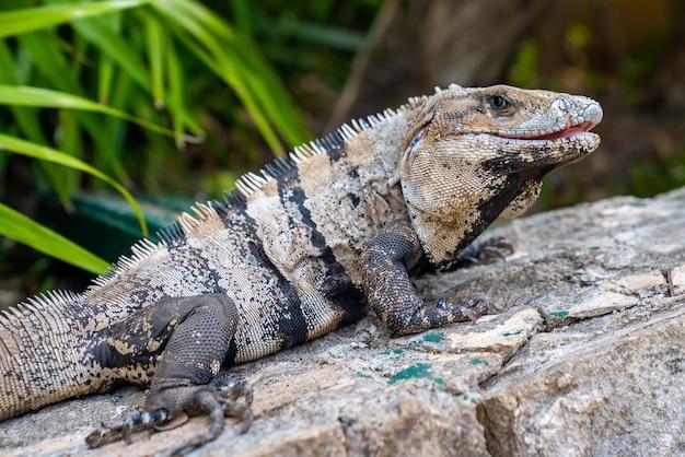 sustainable tourism in belize