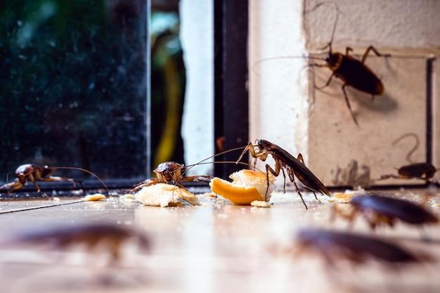 tent fumigation for roaches