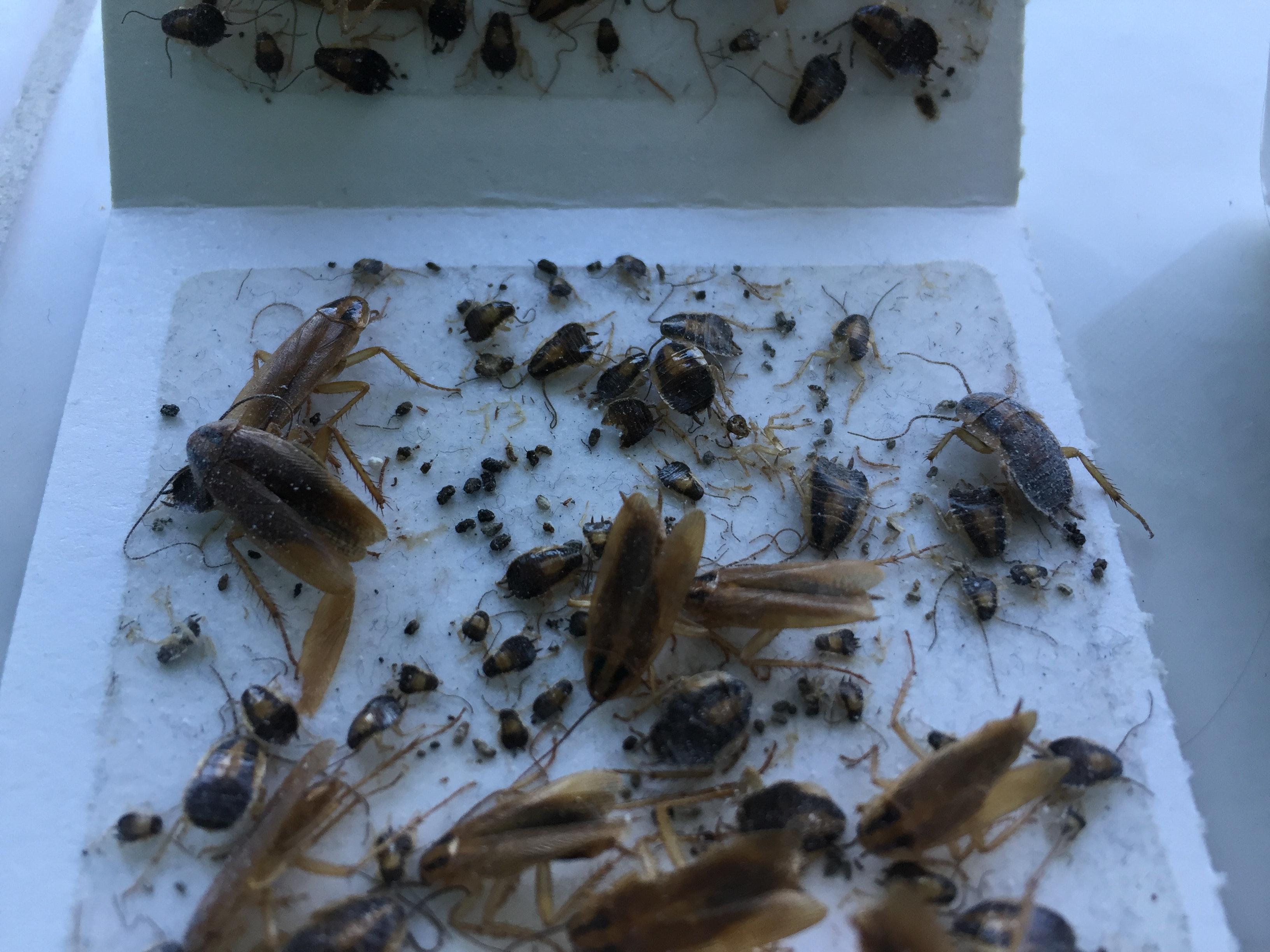 Tenting for Cockroaches: An Effective Solution for Roach Infestations ...