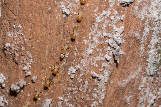 termite treatment holes in concrete