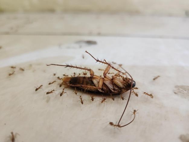 termites in toilet bowl