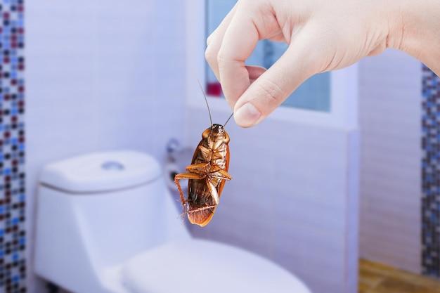 termites in toilet bowl