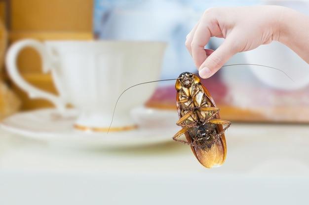 termites in toilet bowl