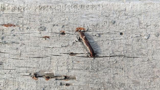 termites in toilet bowl