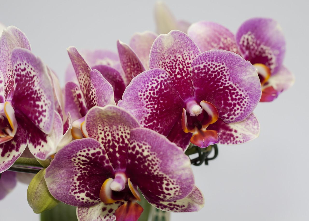 orchid diamond